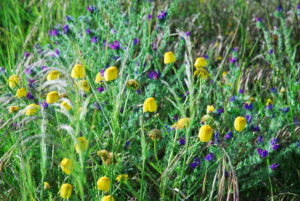 Proyecto de inversión ecohotelera en Murcia