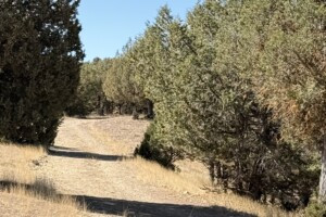 Claro en pinar, terreno para hospitalidad de naturaleza