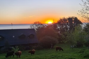 Atardecer rural sobre el mar con ganado y caserio